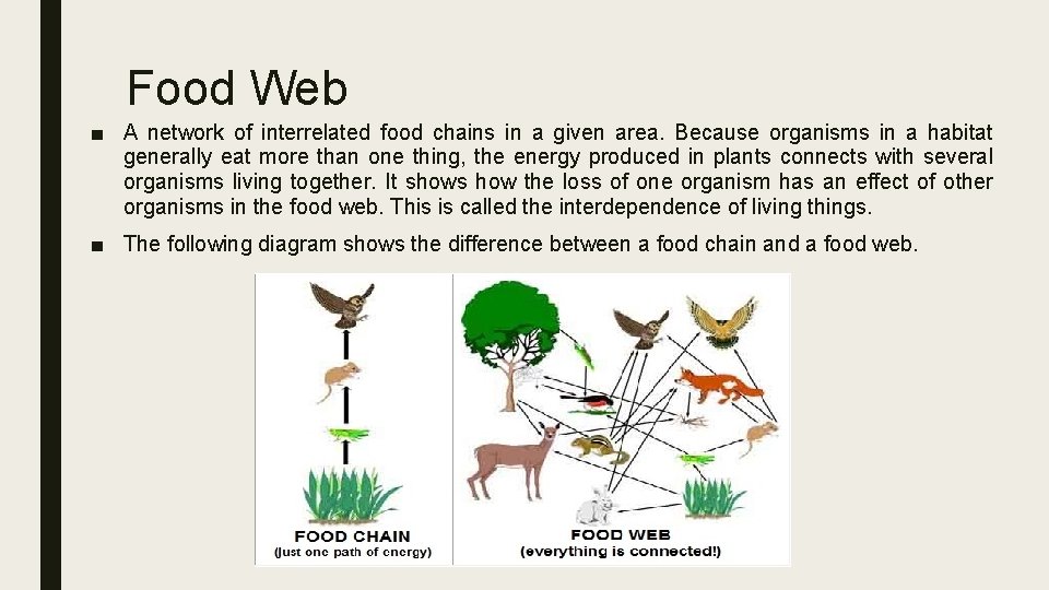 Food Web ■ A network of interrelated food chains in a given area. Because Food Web ■ A network of interrelated food chains in a given area. Because