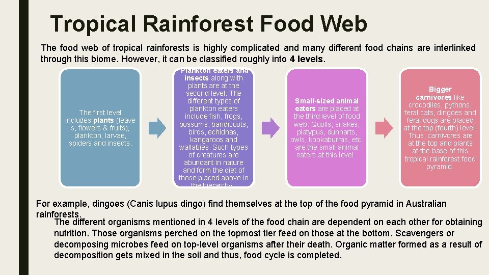 Tropical Rainforest Food Web The food web of tropical rainforests is highly complicated and