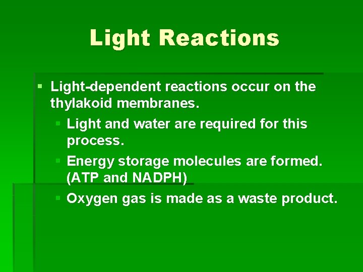Light Reactions § Light-dependent reactions occur on the thylakoid membranes. § Light and water