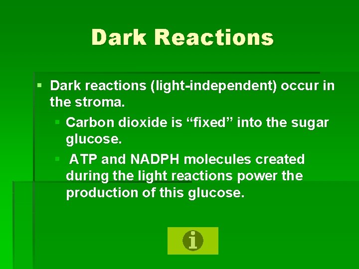 Dark Reactions § Dark reactions (light-independent) occur in the stroma. § Carbon dioxide is