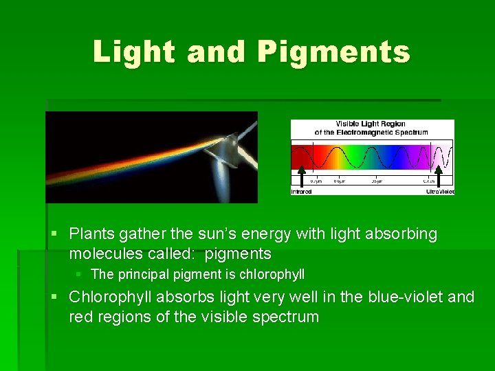 Light and Pigments § Plants gather the sun’s energy with light absorbing molecules called: