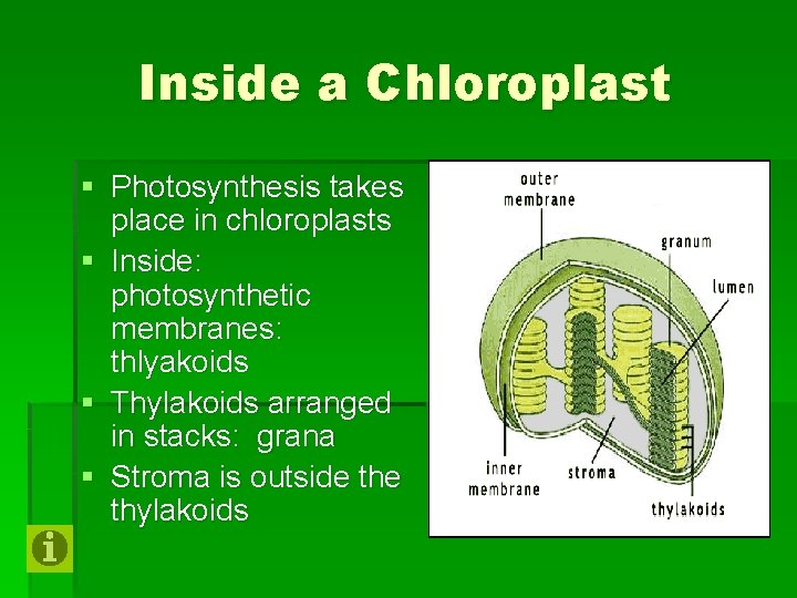 Inside a Chloroplast § Photosynthesis takes place in chloroplasts § Inside: photosynthetic membranes: thlyakoids