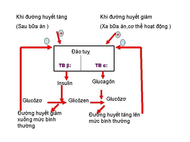 Khi đường huyết tăng Khi đường huyết giảm (Sau bữa ăn ) (Xa bữa