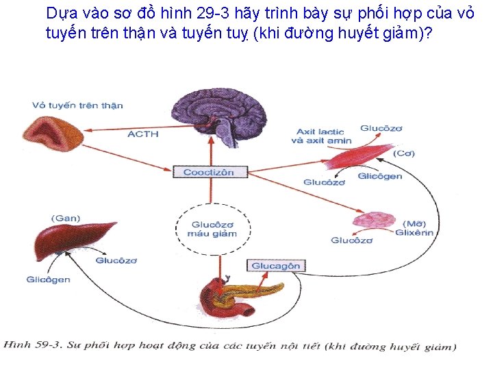 Dựa vào sơ đồ hình 29 -3 hãy trình bày sự phối hợp của