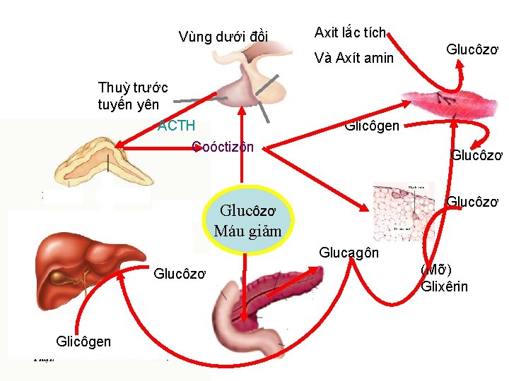 Vùng dưới đồi Axit lắc tích Và Axít amin Glucôzơ Thuỳ trước tuyến yên