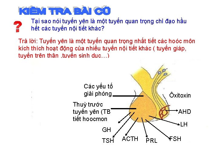 Tại sao nói tuyến yên là một tuyến quan trọng chỉ đạo hầu hết