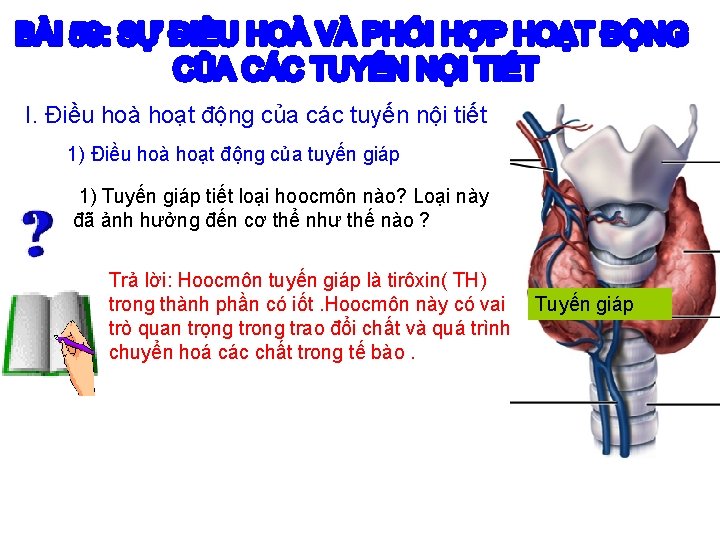 I. Điều hoà hoạt động của các tuyến nội tiết 1) Điều hoà hoạt