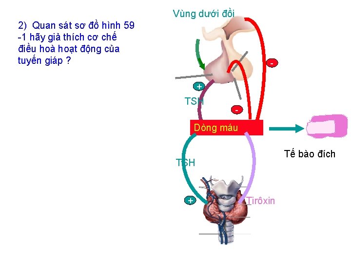 Vùng dưới đồi 2) Quan sát sơ đồ hình 59 -1 hãy giả thích