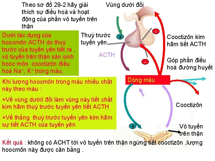 Theo sơ đồ 29 -2 hãy giải Vùng dưới đồi thích sự điều hoà