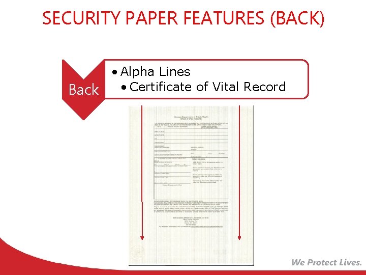 SECURITY PAPER FEATURES (BACK) Back • Alpha Lines • Certificate of Vital Record 