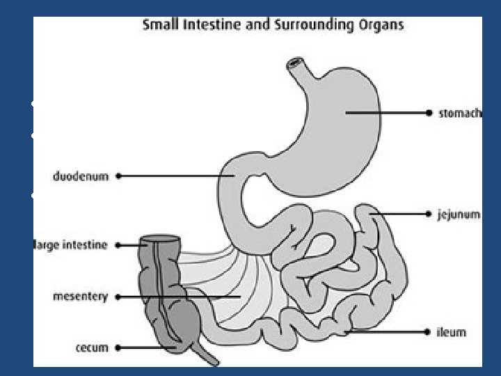 Monogastric break down • Small Intestine • Its Job: enzymatic digestion and absorption –