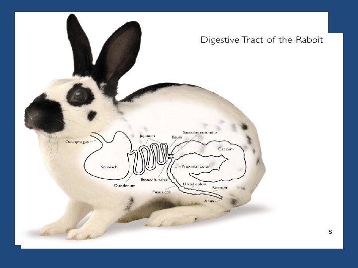 Rabbits- Modified Monogastric • Coprophagy - eating of cecotropes resulting in food having a