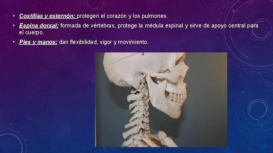  • Costillas y esternón: protegen el corazón y los pulmones. • Espina dorsal: