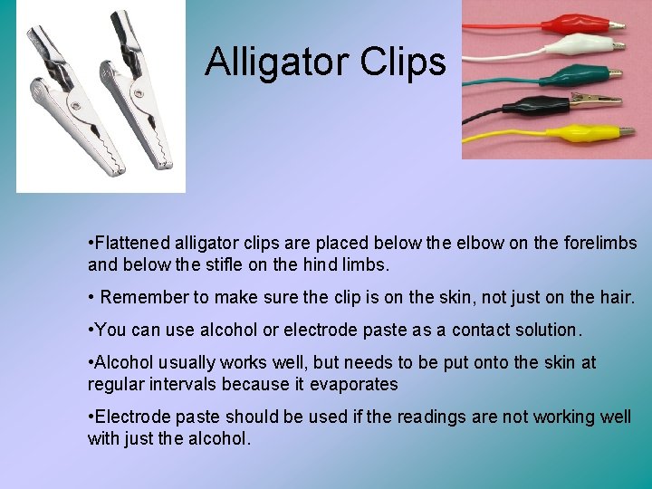 Alligator Clips • Flattened alligator clips are placed below the elbow on the forelimbs