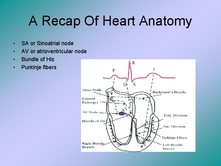 A Recap Of Heart Anatomy • • SA or Sinoatrial node AV or atrioventricular