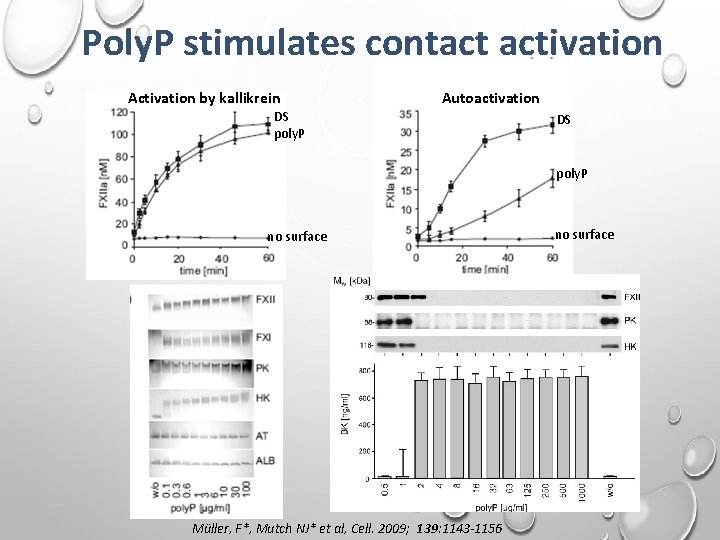 Poly. P stimulates contact activation Activation by kallikrein Autoactivation DS poly. P no surface