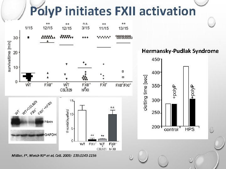 Poly. P initiates FXII activation Hermansky-Pudlak Syndrome Müller, F*, Mutch NJ* et al, Cell.