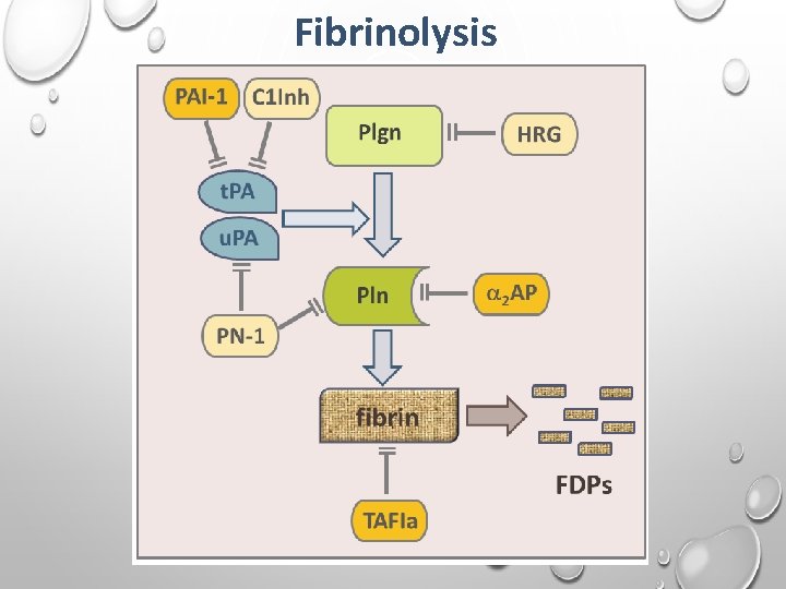 Fibrinolysis 