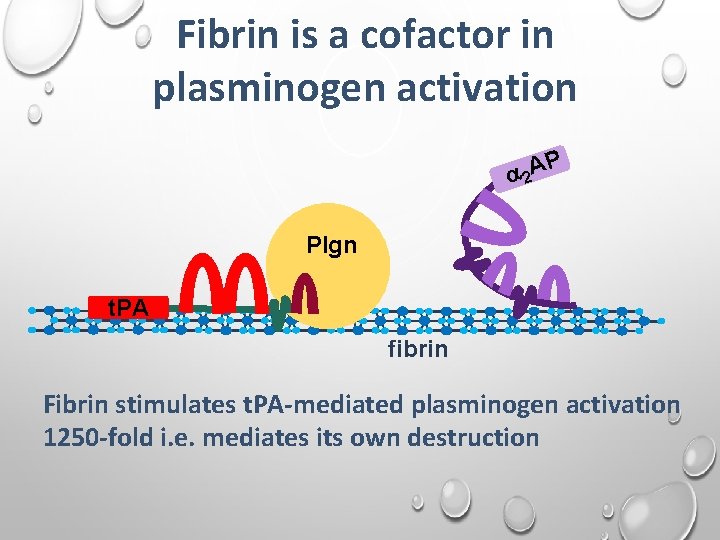Fibrin is a cofactor in plasminogen activation P 2 A Plgn t. PA fibrin