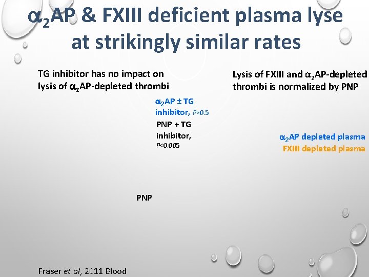  2 AP & FXIII deficient plasma lyse at strikingly similar rates TG inhibitor