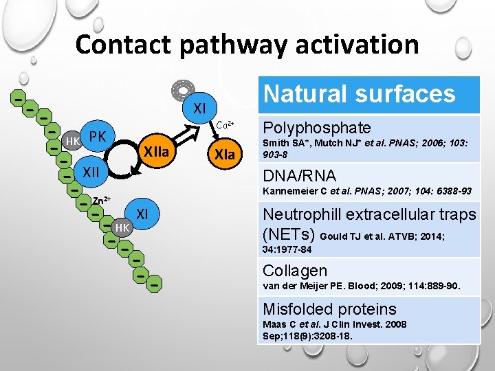 Contact pathway activation - -- HK PK XIIa - XII - Zn XI -