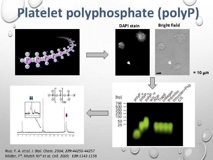 Platelet polyphosphate (poly. P) DAPI stain Bright field = 10 mm Ruiz, F. A.