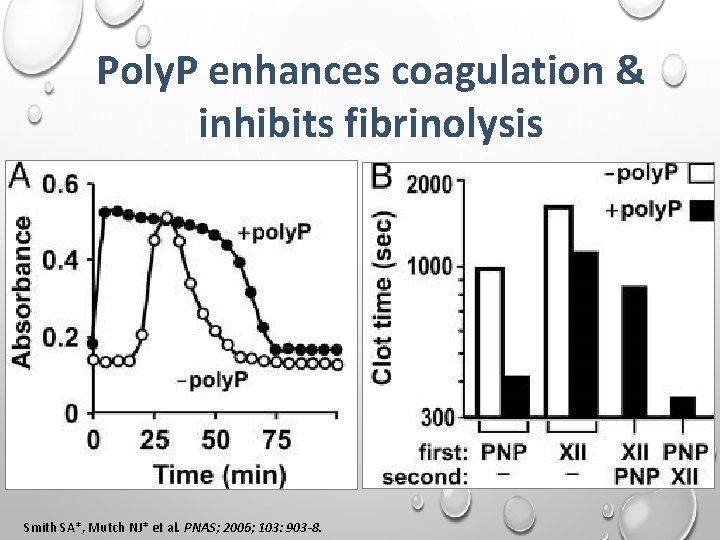 Poly. P enhances coagulation & inhibits fibrinolysis Smith SA*, Mutch NJ* et al. PNAS;