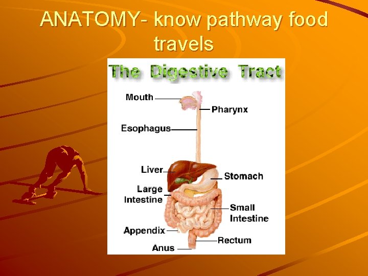 ANATOMY- know pathway food travels 