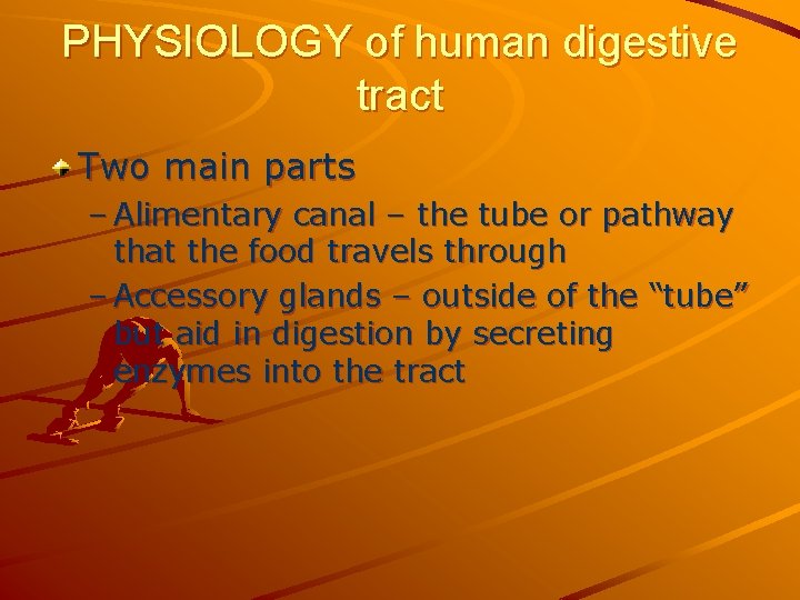 PHYSIOLOGY of human digestive tract Two main parts – Alimentary canal – the tube