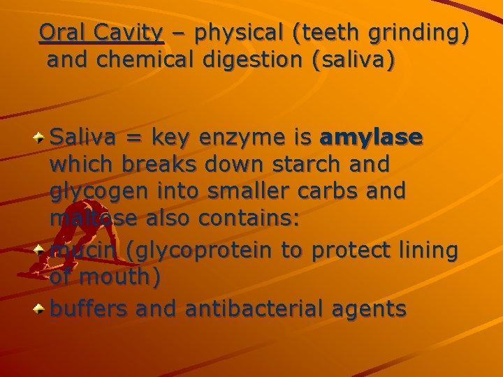 Oral Cavity – physical (teeth grinding) and chemical digestion (saliva) Saliva = key enzyme