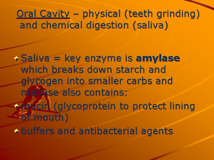 Oral Cavity – physical (teeth grinding) and chemical digestion (saliva) Saliva = key enzyme