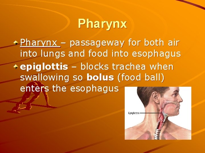 Pharynx – passageway for both air into lungs and food into esophagus epiglottis –