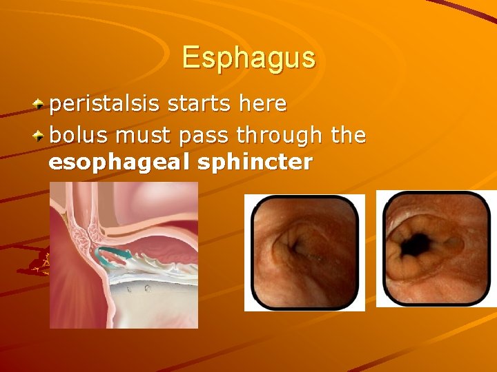 Esphagus peristalsis starts here bolus must pass through the esophageal sphincter 