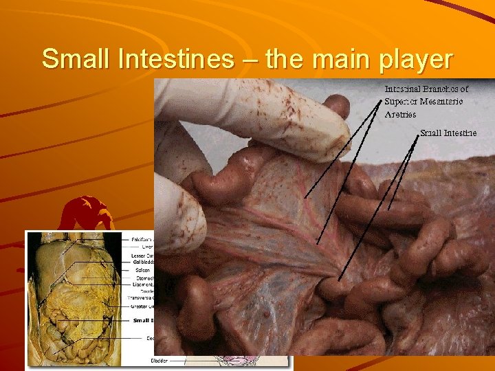 Small Intestines – the main player 