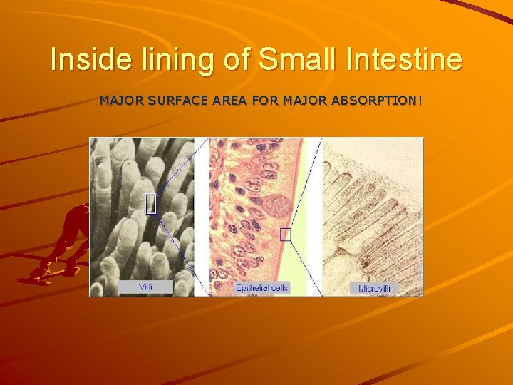 Inside lining of Small Intestine MAJOR SURFACE AREA FOR MAJOR ABSORPTION! 