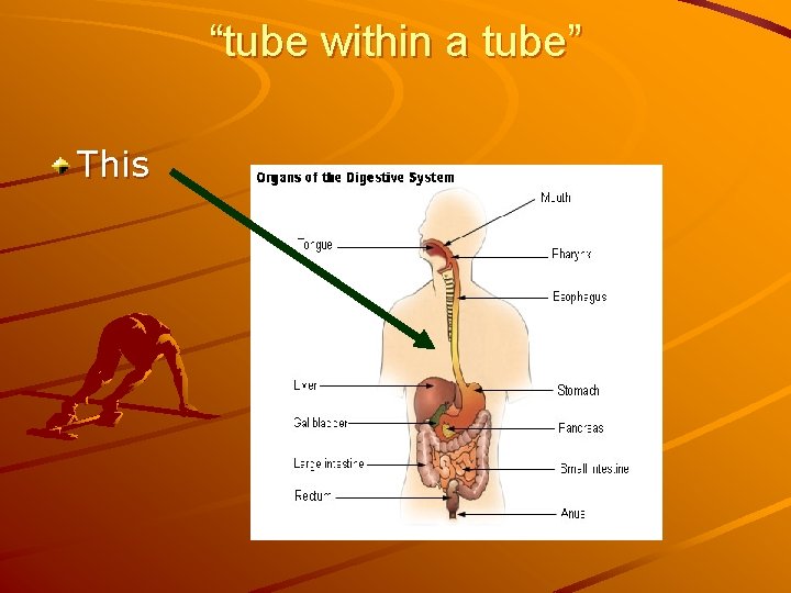 “tube within a tube” This 