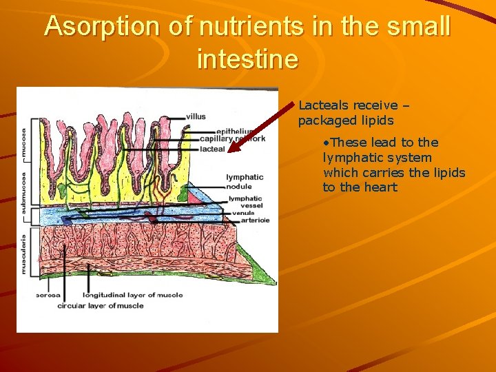 Asorption of nutrients in the small intestine Lacteals receive – packaged lipids • These