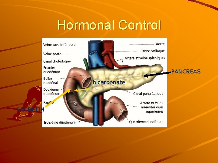 Hormonal Control PANCREAS bicarbonate SECRETIN 