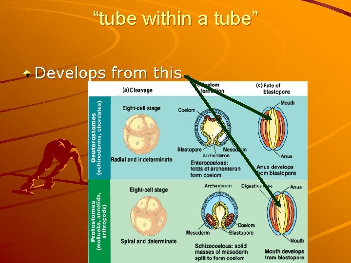 “tube within a tube” Develops from this 