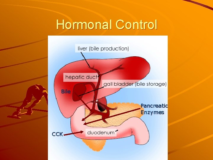 Hormonal Control Bile Pancreatic Enzymes CCK 