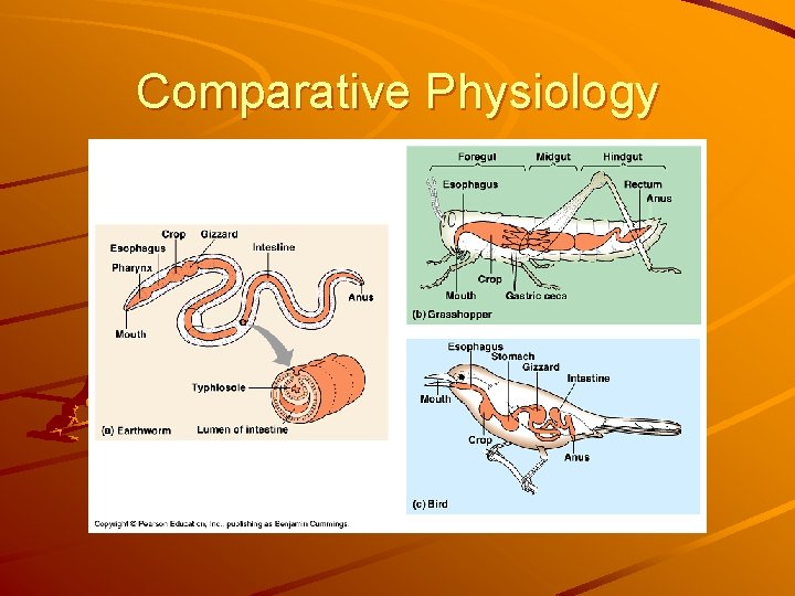 Comparative Physiology 