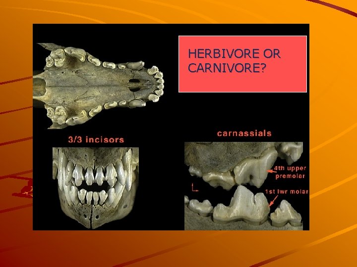 HERBIVORE OR CARNIVORE? 