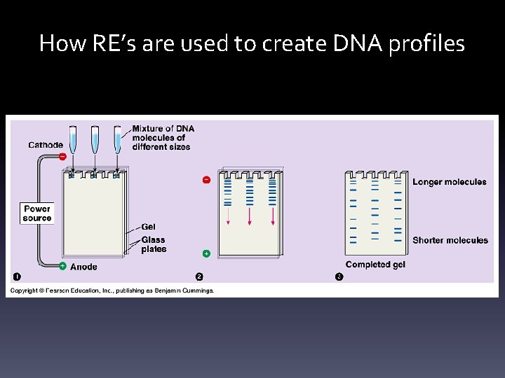 How RE’s are used to create DNA profiles 