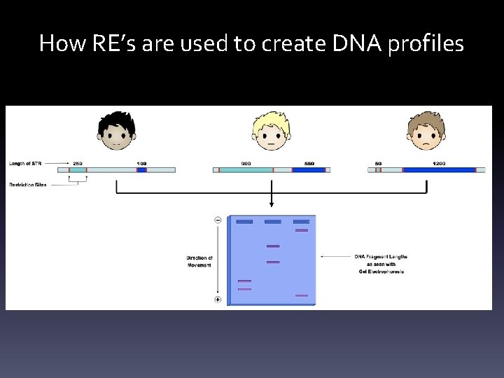 How RE’s are used to create DNA profiles 