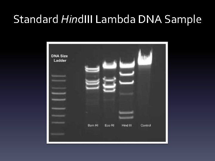 Standard Hind. III Lambda DNA Sample 