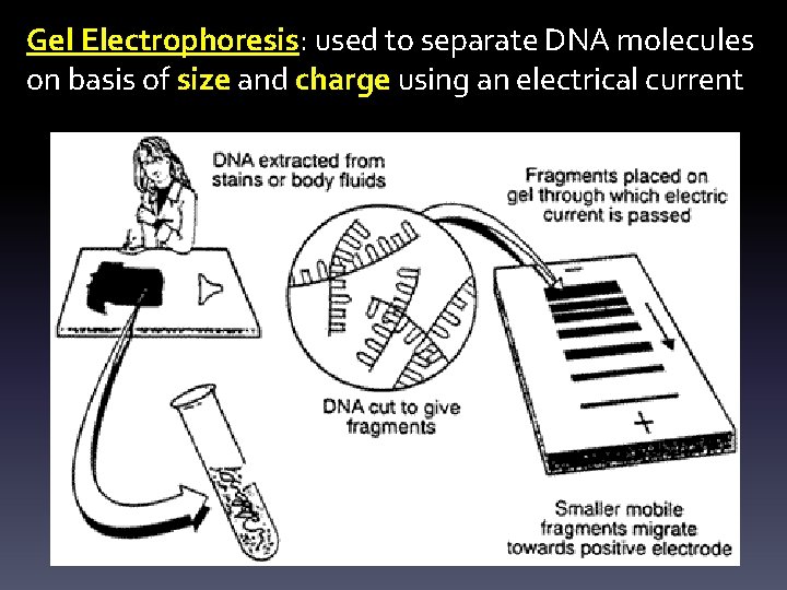 Gel Electrophoresis: used to separate DNA molecules on basis of size and charge using