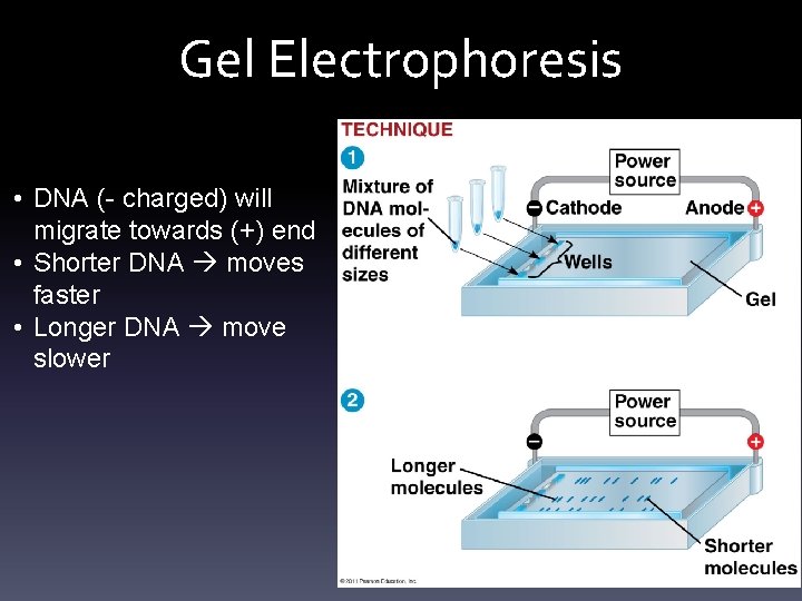 Gel Electrophoresis • DNA (- charged) will migrate towards (+) end • Shorter DNA