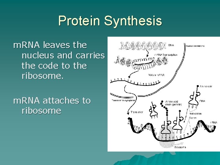 Protein Synthesis m. RNA leaves the nucleus and carries the code to the ribosome.
