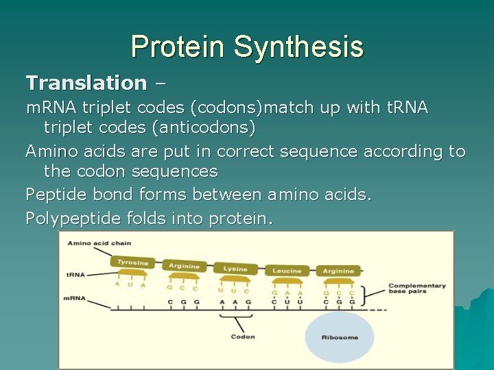 Protein Synthesis Translation – m. RNA triplet codes (codons)match up with t. RNA triplet
