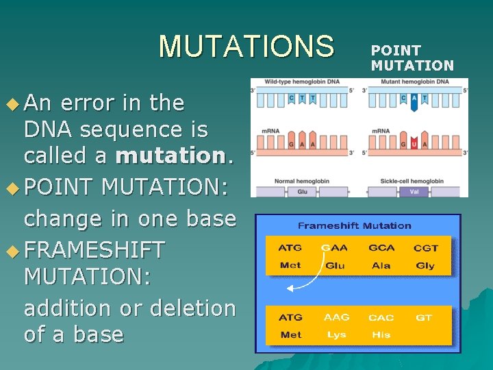 MUTATIONS u An error in the DNA sequence is called a mutation. u POINT